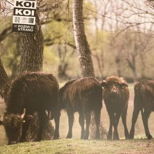 KOIKOI - POZIVI U STRANU LP