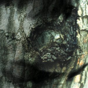 TIERSEN YANN - WALTZ OF THE MONSTER LP